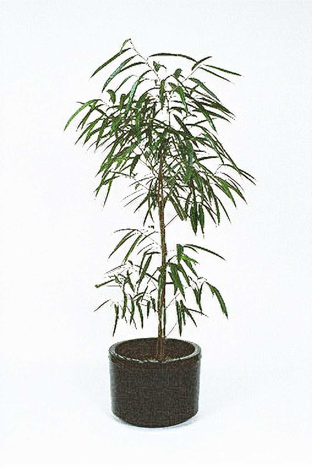 Illawarra Indoor Plant Hire, Ficus sabre