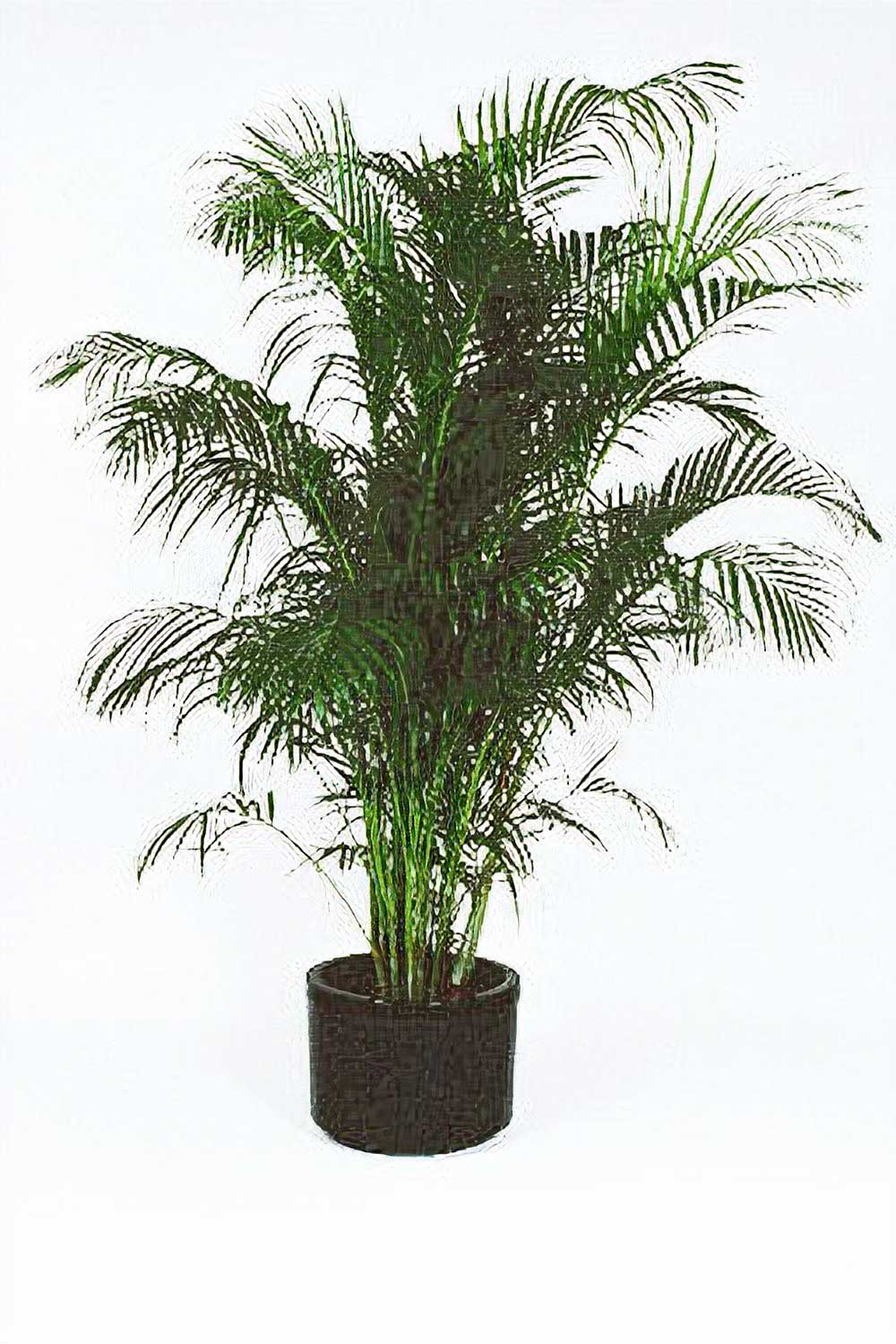 Illawarra Indoor Plant Hire, Golden Cane Palm