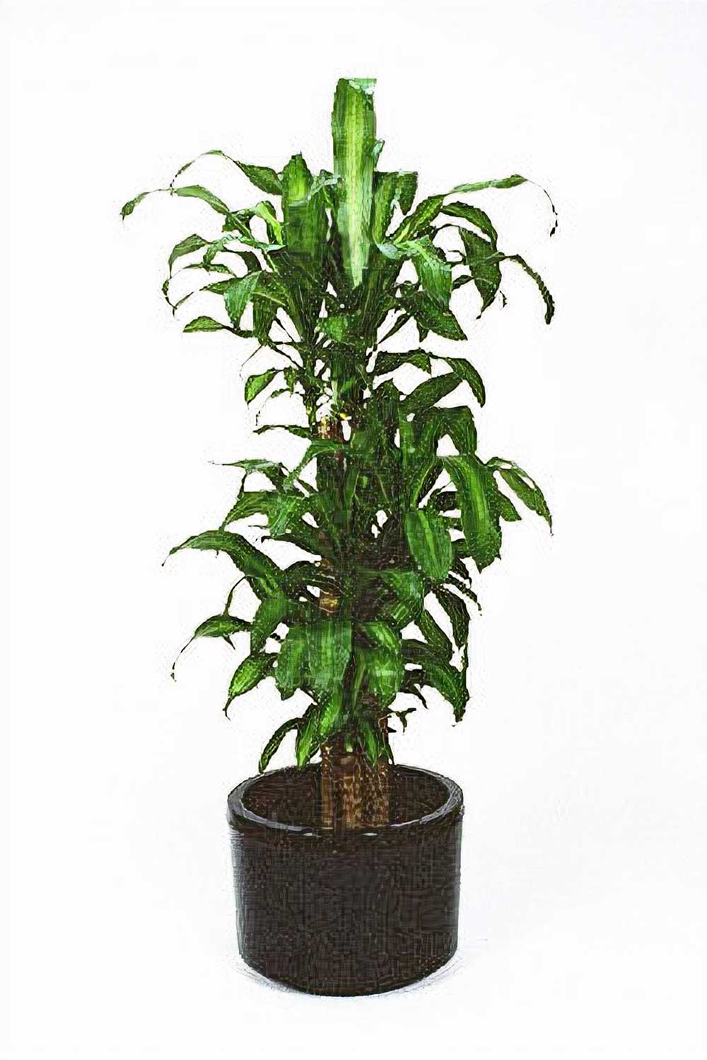 Illawarra Indoor Plant Hire, Happy Plant