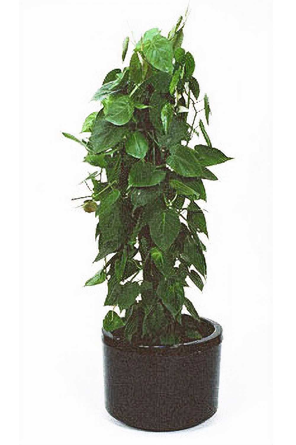 Illawarra Indoor Plant Hire, Philodendron Cordatum