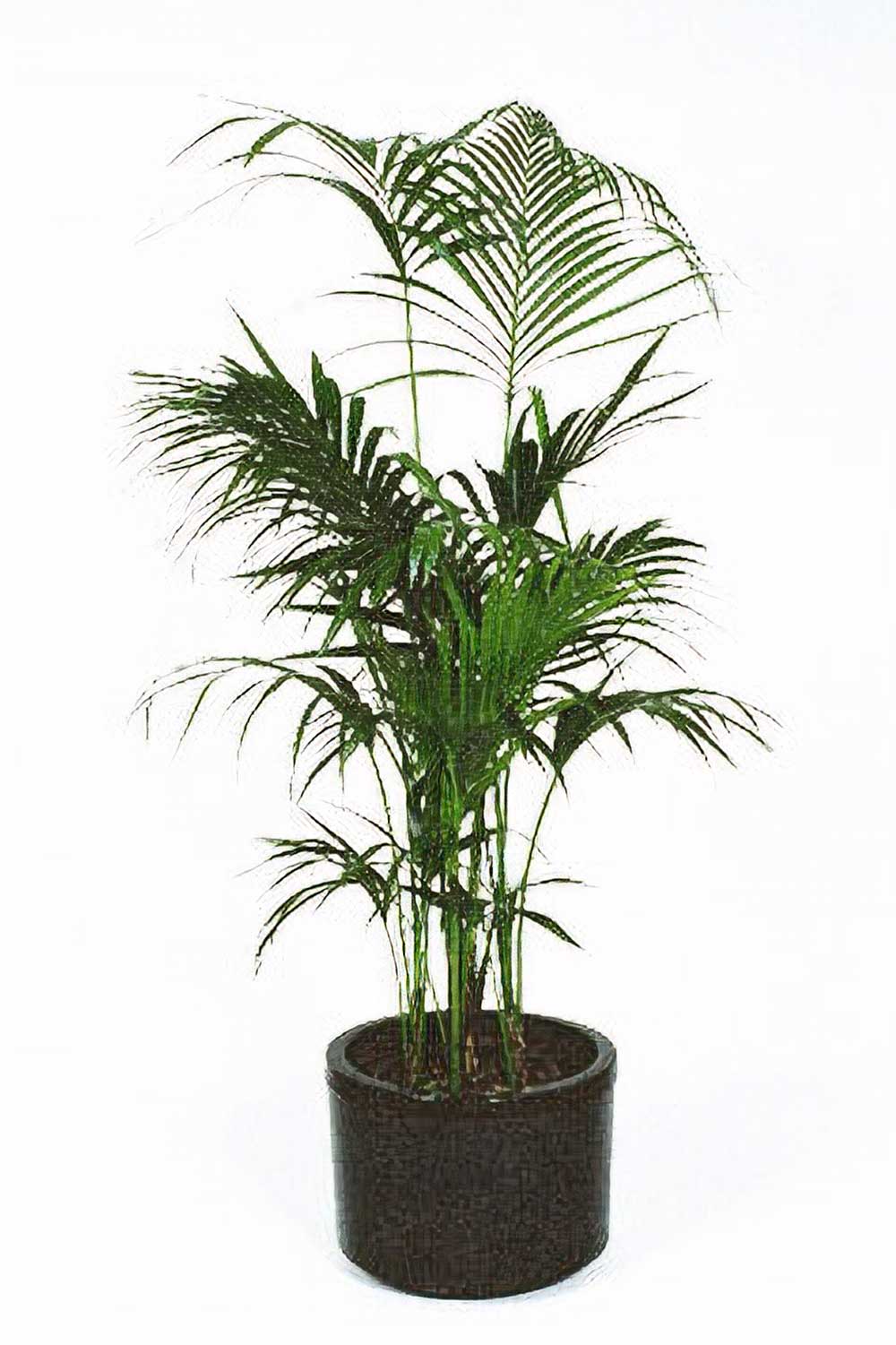 Illawarra Indoor Plant Hire, Kentia Palm