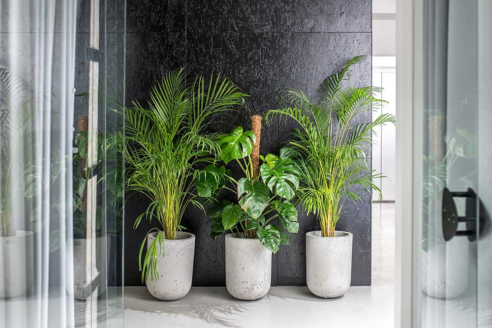 Illawarra Indoor Plant Hire, Floor Plants