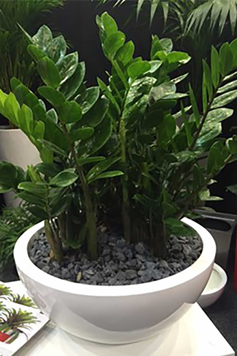 Illawarra Indoor Plant Hire, Large Desktop Plant