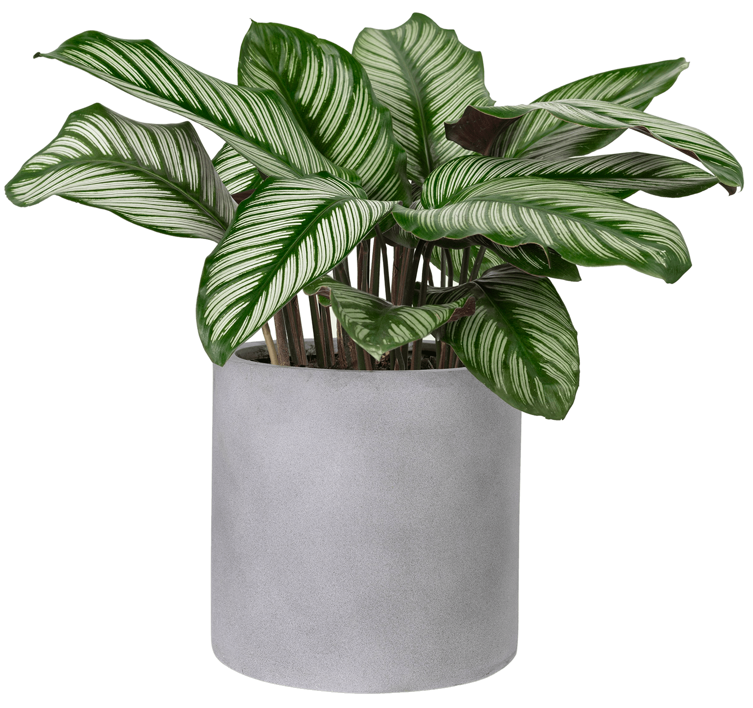 Illawarra Indoor Plant Hire