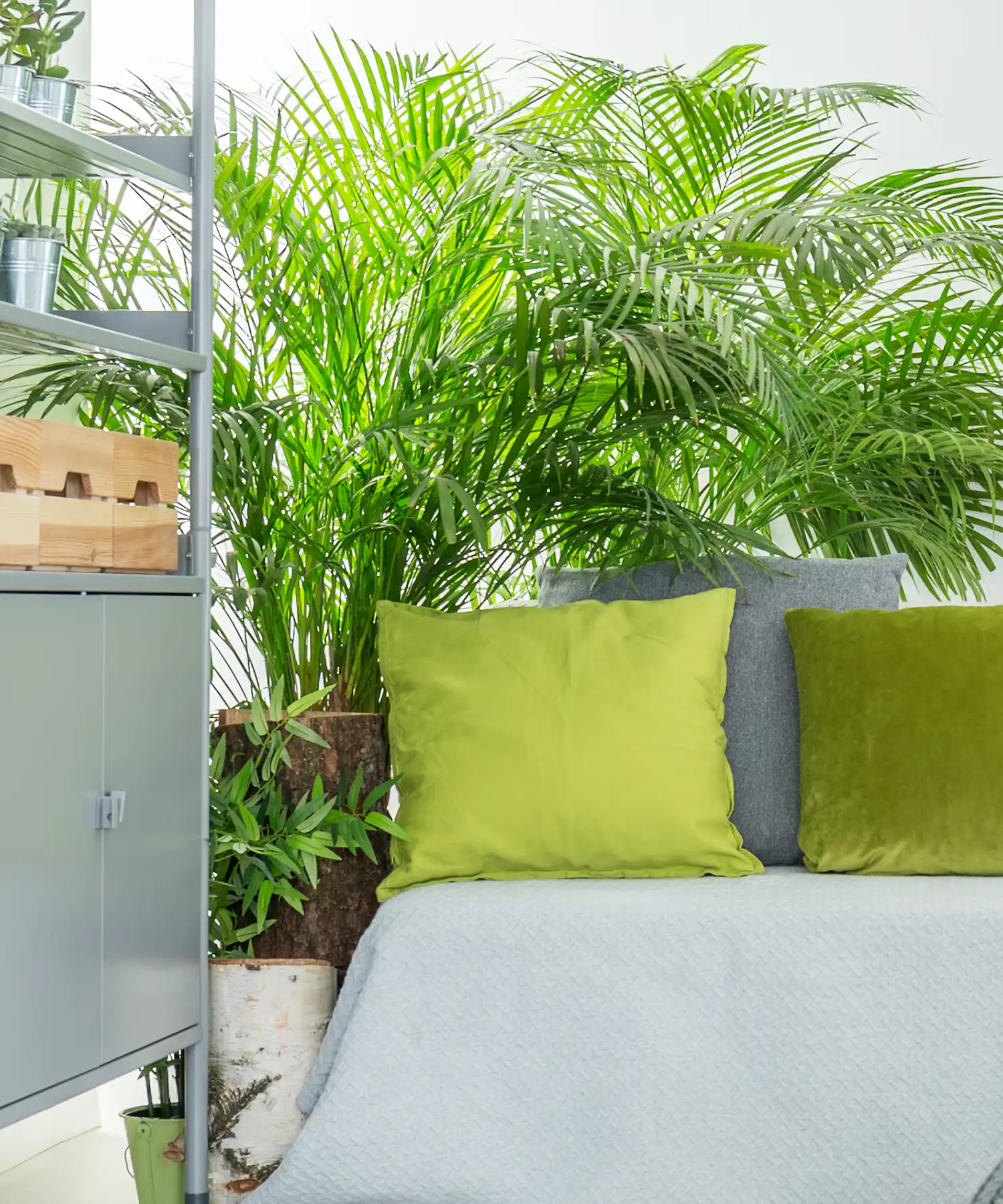 Illawarra Indoor Plant Hire - Indoor Plant Benefits